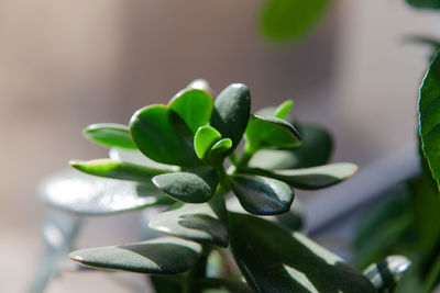 Close-up of plant growing outdoors