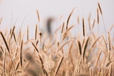 Close-up of stalks in field against sky