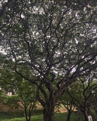 Low angle view of trees