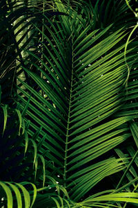 Close-up of palm tree