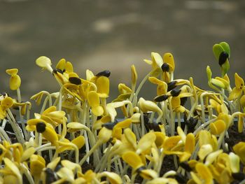 Close-up of yellow flowering plants on field