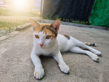 Portrait of cat sitting on footpath