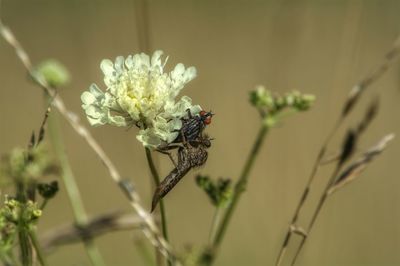 Robber fly hunting insect on white flower