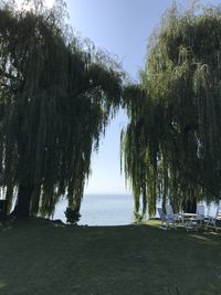 Trees by lake against clear sky