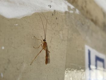 Close-up of insect on wall