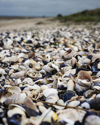 Close-up of shells on beach