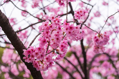 Close-up of pink cherry blossom