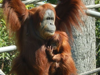 Close-up of gorilla in zoo