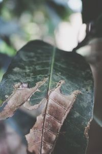 Close-up of dry leaves on plant
