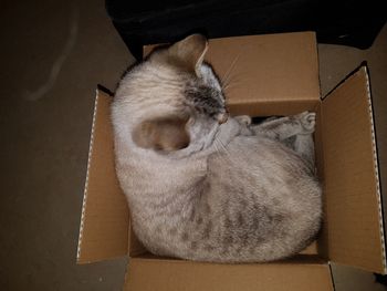 High angle view of cat sleeping in box