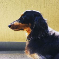Close-up of dog