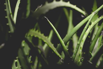 Close-up of aloe vera plants 