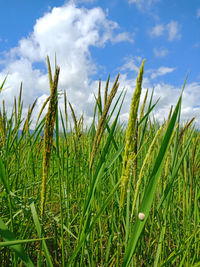 Close-up of crops growing on field against sky