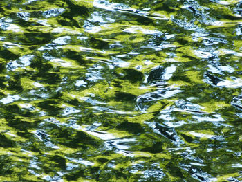 Full frame shot of tree growing in lake