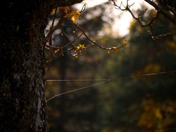 Low angle view of spider web on tree