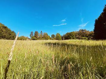 Scenic view of field against blue sky