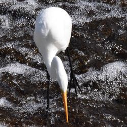 High angle view of a bird