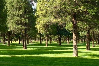 Trees in park