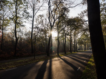 Road amidst trees in forest against sky