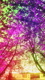 Low angle view of pink flowers