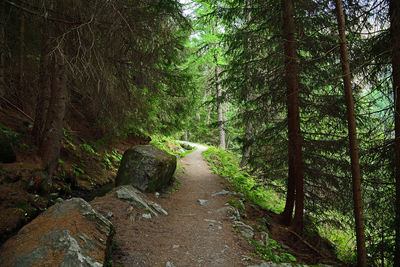 Trail amidst trees in forest