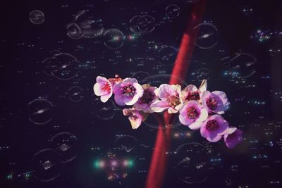 Close-up of bubbles in water