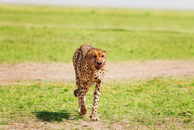 Full length of a cat on field