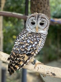 Close-up of owl perching on tree