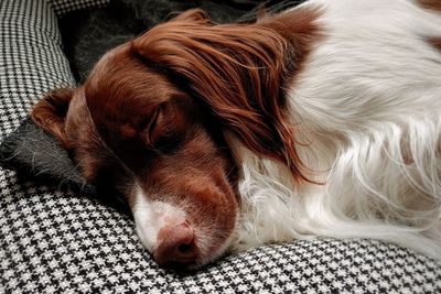 Close-up of dog sleeping on bed at home