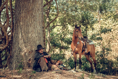 View of a horse in the forest