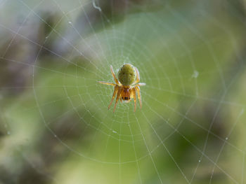 Close-up of spider on web