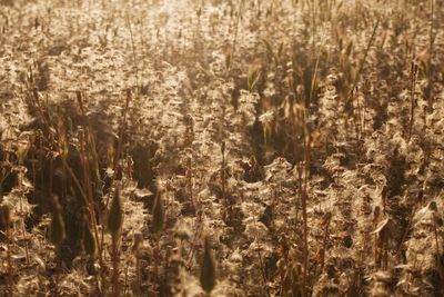 Plants growing on field