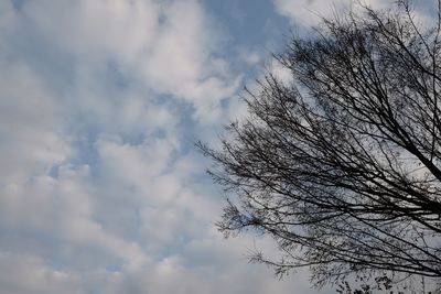 Low angle view of silhouette tree against sky