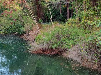 Plants growing on land by lake in forest