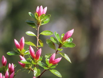 Close-up of pink flowering plant