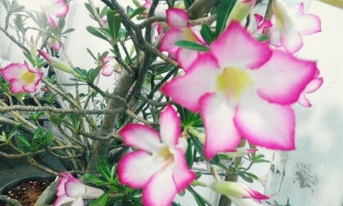 Close-up of pink flowers