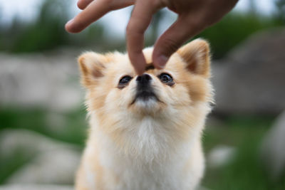 Close-up of dog staring at a dog treat 