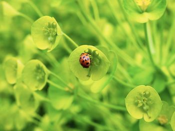 Close-up of ladybug on leaf