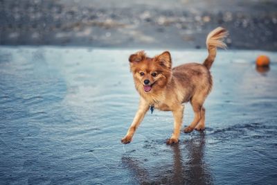 Portrait of dog standing in water