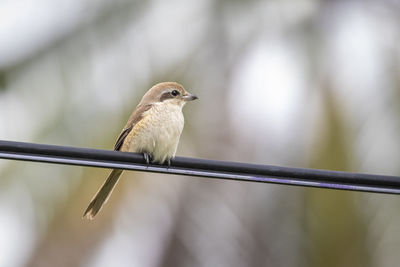 Image of brown shrike on nature background. bird. animals.