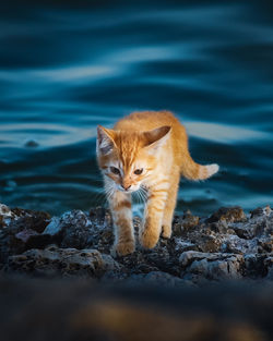 Portrait of a cat on rock