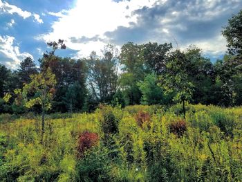 Scenic view of grassy field against sky