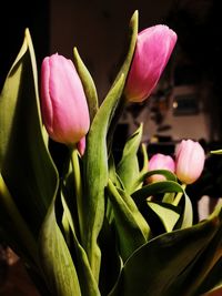 Close-up of pink tulips