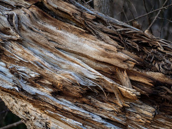 Close-up of tree trunk