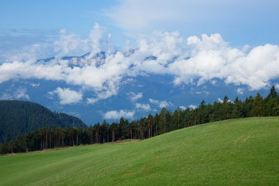 Panoramic view of pine trees on field against sky