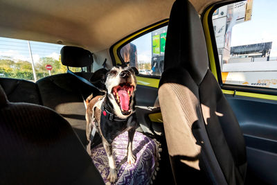 Dog sitting in car