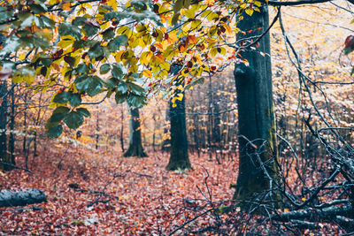 Trees growing in forest during autumn