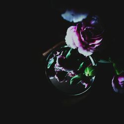 Close-up of flower over black background