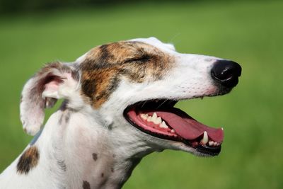 Close-up of dog on field