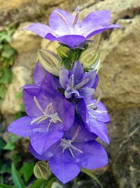 flowering plant